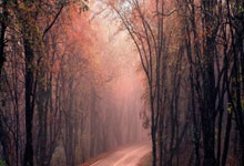 勒沃库森队员表现超凡，力求继续保持领先优势的简单介绍